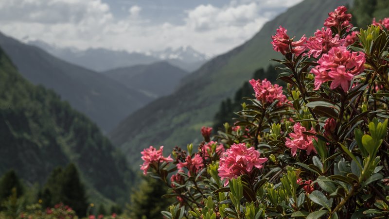 Wenn wir Wert auf Klimaschutz legen, werden wir auch in Zukunft mit dem Anblick wunderschöner Alpenrosen belohnt. Foto: DAV/Marcel Dambon