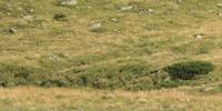 Esel an der Lampertschalpe - Grautiere: Die Esel an der Lampertschalpe genießen das vom jungen Valser Rhein gewässerte Gras.