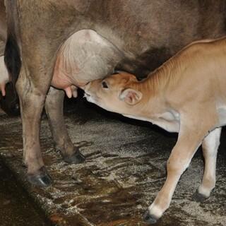 Kuh und Kalb, Milch und Fleisch gehören zusammen... Foto: Lena Behrendes