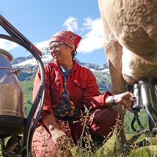 Auf der Alpe Veglia werden die Tiere direkt auf der Weide gemolken. Foto: Maren Hagel