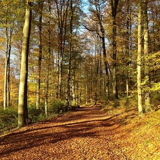 Der Westerwald ist zu jeder Jahreszeit eine Reise wert. Foto: pixabay/Oliver Heine