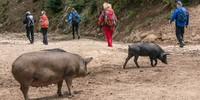 Wild lebende Schweine trifft man überall auf Korsika, besonders in den höheren Regionen wo Kastanien wachsen. Sie liefern die Grundlage für die berühmte Charcuterie, den korsischen Schinken und Wurstwaren.
