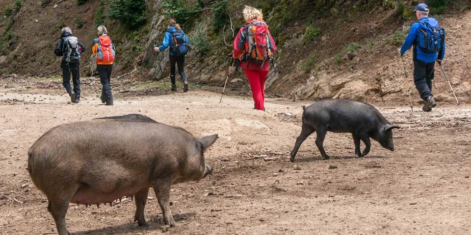 Wild lebende Schweine trifft man überall auf Korsika, besonders in den höheren Regionen wo Kastanien wachsen. Sie liefern die Grundlage für die berühmte Charcuterie, den korsischen Schinken und Wurstwaren.