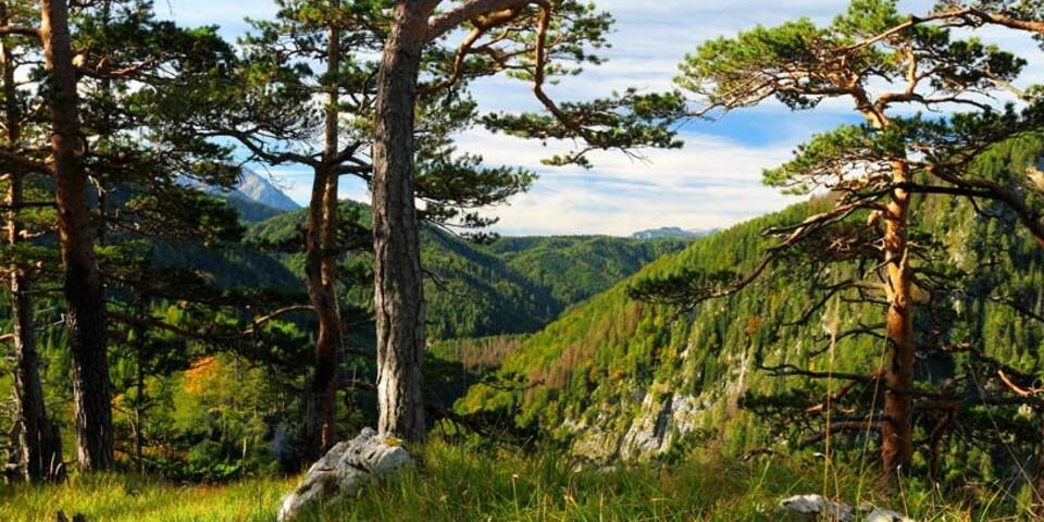 Hintergebirge - Im Hintergebirge kann sich der Wald wieder zur Waldwildnis entwickeln. Foto: NPK/Franz Sieghartsleitner