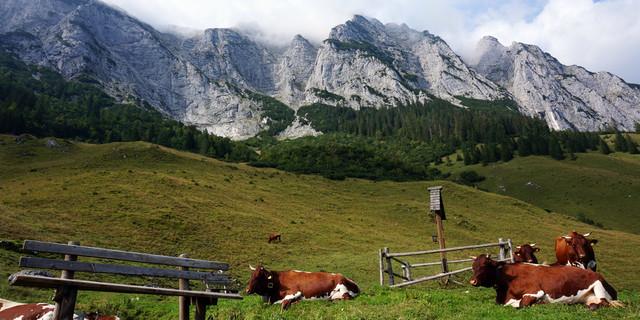 Almwirtschaft auf der Halsalm in den Berchtesgadener Alpen. Im Hintergrund die Felswände der Reiteralm (Foto: DAV/T. Hipp)