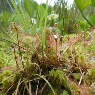 Der rundblättrige Sonnentau ist eine typische Hochmoorpflanze und auch in den bayerischen Mooren heimisch. Durch die Trockenlegung von Mooren gehört er inzwischen aber zu den gefährdeten Arten. Foto: Dr. Theresa Lehmair
