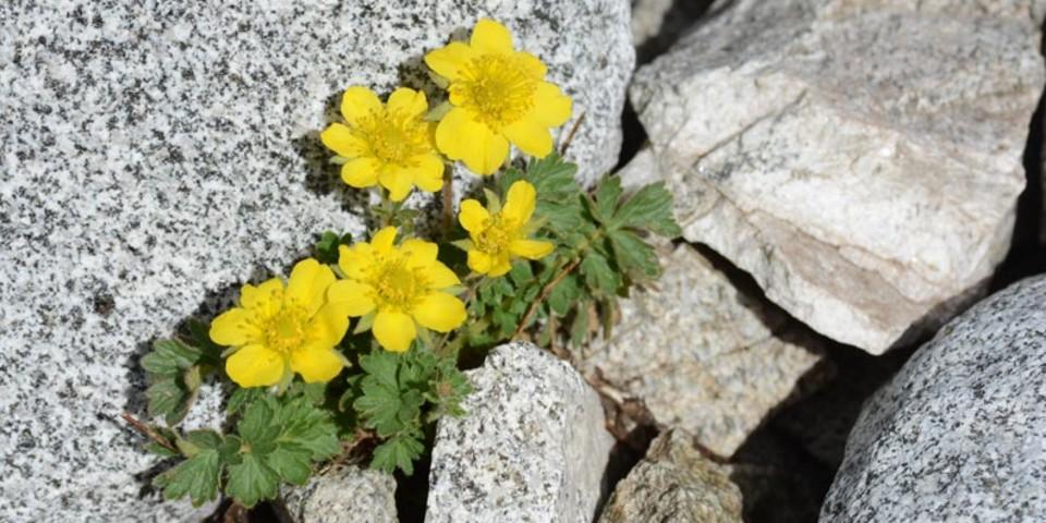 Auf dem Weg zum Hochgall - Lebenskraft: Mitten in der Schutt- und Steinwüste finden immer wieder bunte Alpenblumen ihre ökologische Nische.