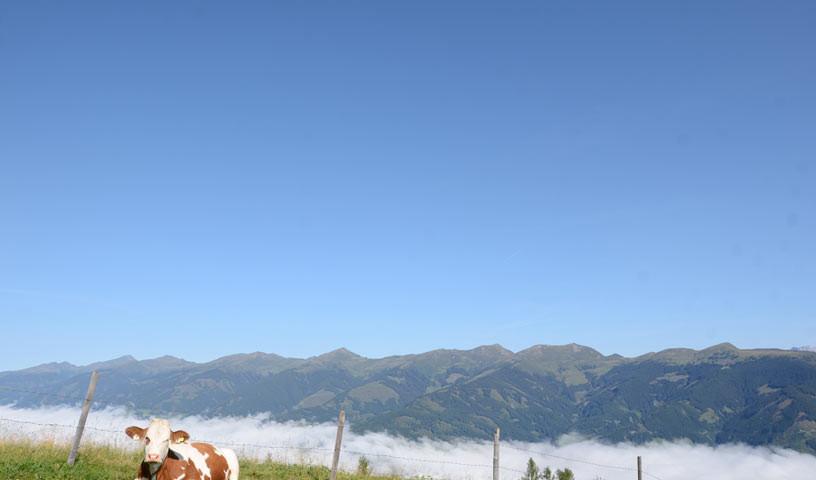 Pinzgau im Nebel - Pinzgauer Kamm und Kühe am Maiskogel in der Sonne