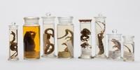 Amphibien und Reptilien aus dem Himalaya - Aus der Sammlung Schlagintweit.&nbsp;Zoologische Staatssammlung München