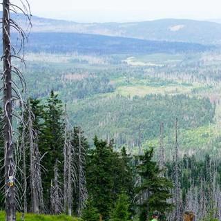 Beim Abstieg vom Rachel-Gipfel zur Rachelkapelle sprießt der nachwachsende Wald zwischen den abgestorbenen Fichten. Foto: Joachim Chwaszcza