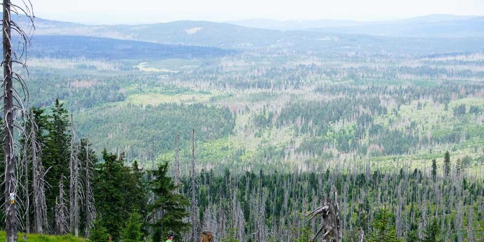 Beim Abstieg vom Rachel-Gipfel zur Rachelkapelle sprießt der nachwachsende Wald zwischen den abgestorbenen Fichten. Foto: Joachim Chwaszcza