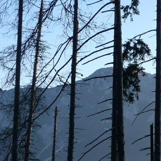 Zahmer Kaiser - Abgestorben: Tote Bäume am Bettlersteig mit Blick zum Zahmen Kaiser, Foto: Andi Dick