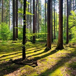 Sommergrüne Waldlichtung mit Sonnenstrahlen. Foto: DAV/Tina Gauß