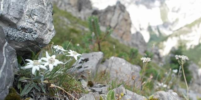 Edelweiß in den Lienzer Dolomiten, Foto: Jonas Kassner