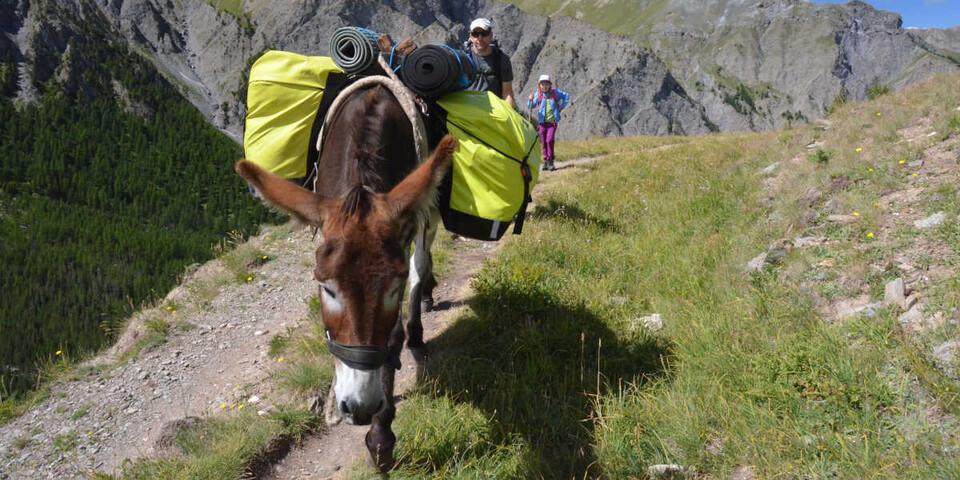 400 Kilo plus Gepäck - trotzdem bewegt sich Billy souverän durchs Gebirge. Foto: Solveig Michelsen