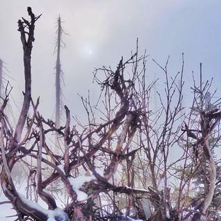 In den Hochlagen am Lusen (1373 m) quert man große Totholzflächen – Nebelfetzen unterstreichen den Wildnis-Charakter der Szenerie. Foto: Joachim Chwaszcza