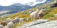 Schafe trifft man öfter, wie hier am G5 – ihre Produkte auch, gerne auf den Hütten. Foto: Iris Kürschner