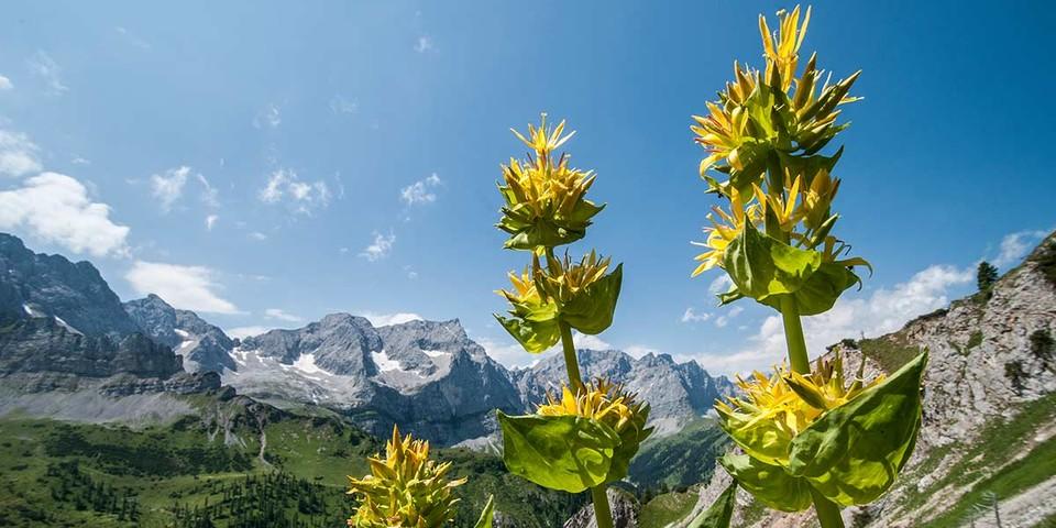 Nicht nur Felsen (hinten die Laliderer Gipfel) bietet das Karwendel, auch Blumen wie den Gelben Enzian. Foto: Heinz Zak