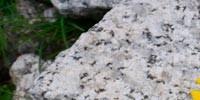 Gamswurz - Farbenpracht im Granit. Die Gamswurz ist nicht der einzige Farbtupfer im Gelände.