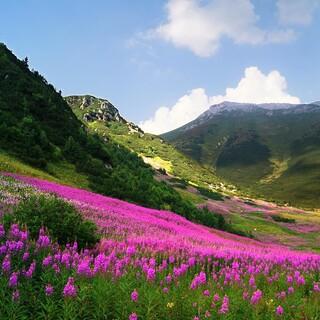Frühsommerwiese in der Hohen Tatra. Foto: Gllen/Pixabay