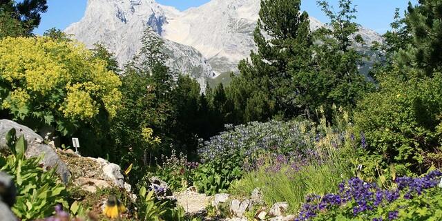 Blütenpracht im Alpengarten am Schachen mit Blick Richtung Hochblassen und Alpspitze. Foto: Jenny Wainwright-Klein