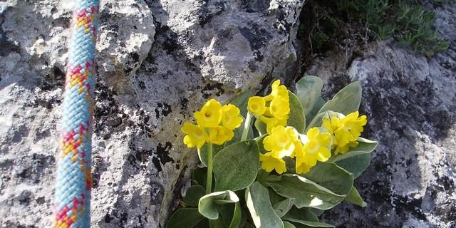 Pflanze in Felswand, Jubiarchiv