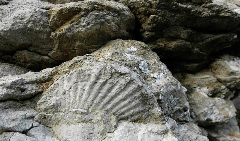 Versteinerung - Von Rechts wegen Jura: Die Versteinerung am Wandfuß des Kahlensteins plädiert im Zeugenstand dafür, dass die Schwäbische Alb vor 150 Millionen Jahren ein Meer war.