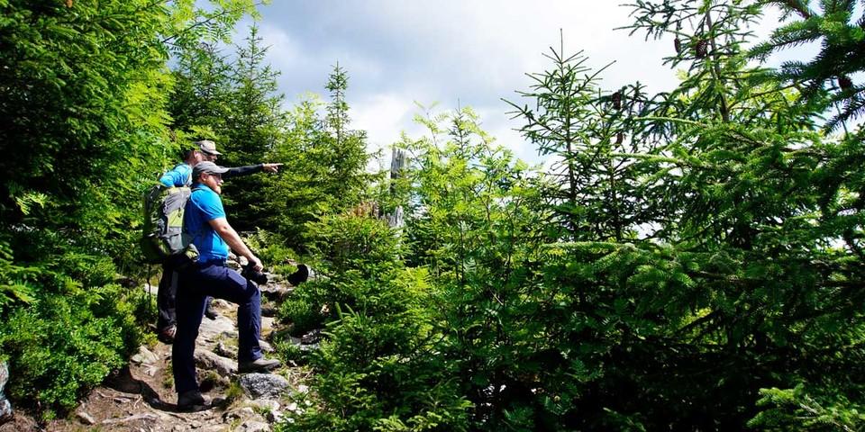 Im Aufstieg zum Siebensteinkopf zeigt sich die Dynamik der Waldverjüngung besonders eindrucksvoll. Foto: Joachim Chwaszcza
