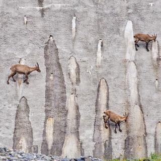 Steinböcke klettern gewandt in der Staumauer des Lago Barbellino herum, vom Mauer-Fuß bis unterhalb der Dammkrone. Foto: Joachim Chwaszcza