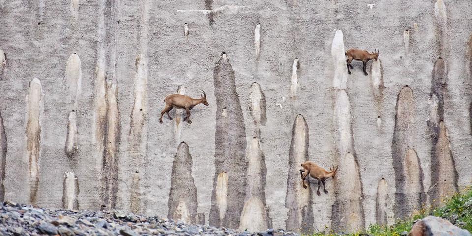 Steinböcke klettern gewandt in der Staumauer des Lago Barbellino herum, vom Mauer-Fuß bis unterhalb der Dammkrone. Foto: Joachim Chwaszcza
