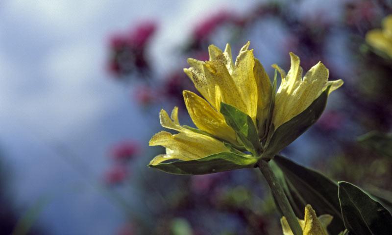 Enzian - Der punktierte Enzian fühlt sich auf silikatischen Böden wohl. Die Adamellogruppe bietet eine reiche, vielfältige Blumenpracht – vom südlichen Gebirgsblühen bis zur fast mediterranen Flora