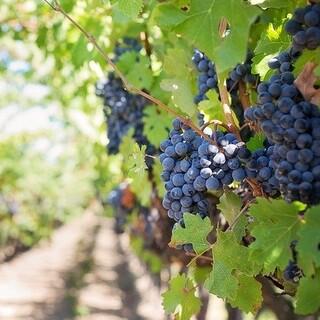 Das Fränkische Weinland: ein Mittelgebirge für alle, die gerne genießen. Foto: pixabay/Jill Wellington
