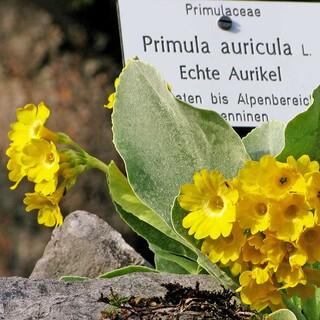 Praktisch: Heimische Alpenpflanzen sind im Alpengarten beschildert. Foto: Heinz Staudacher