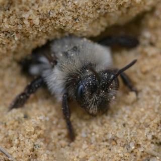 Wildbiene in ihrem Brutgang     Foto: pixabay