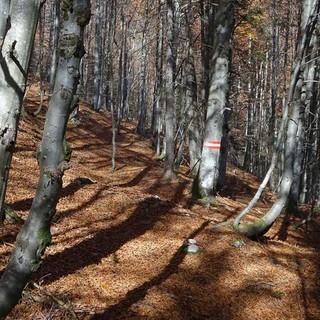 Gut auf die Markierung achten: Raschelndes Herbstlaub im Wald unter dem Tremelsattel. Foto: Axel Klemmer
