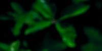 Eiszeit-Reliktflora - Grünes Licht fürs Grün: Dank Umlenkhaken kommen Kletterer nicht an die empfindliche Eiszeit-Reliktflora (d)ran, die auf den Felsköpfen wächst – wie hier an den Kunstmühlefelsen, Uracher Alb.