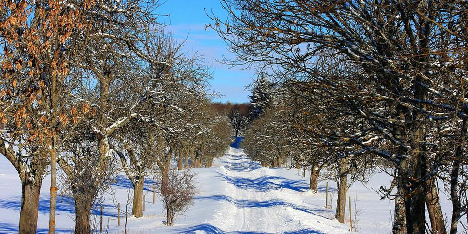 Häufig sind Winterwanderwege geräumt. Foto: pixabay/Jürgen Sieber