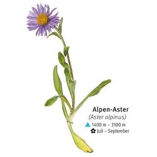 Alpen-Aster - © DAV