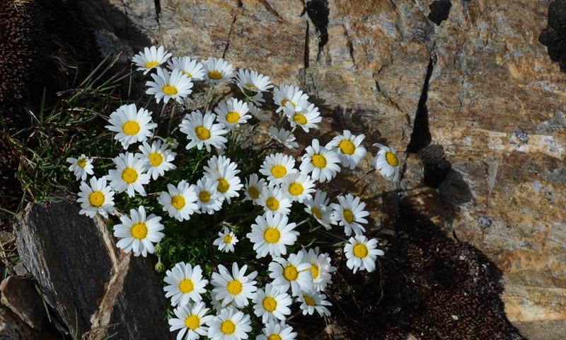 Bergblumen - Strahlemann: Selbst auf fast 3000 Meter Höhe wuchern die Bergblumen – allein sie sind eine Reise wert.