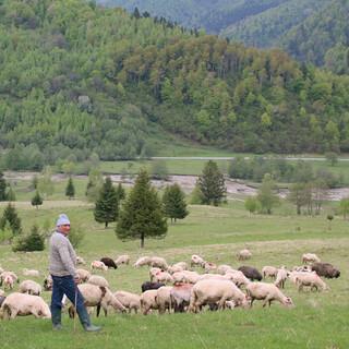 Die Schäfer müssen ihre Herden vor Wölfen und Bären beschützen. Foto: Win Schumacher, weltwege.de