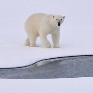 Eisbär auf Eisfläche; Foto: pexels