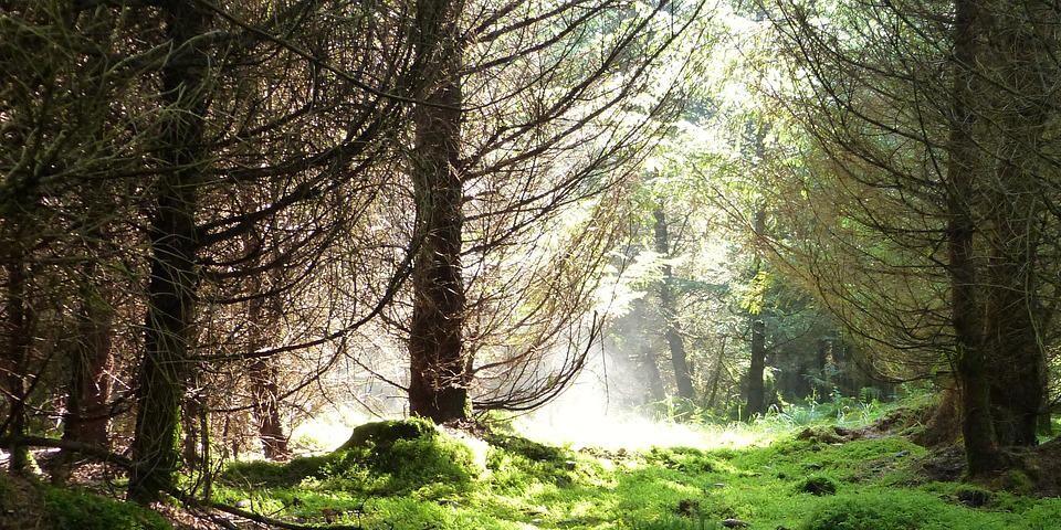 Waldbaden verbessert die Gesundheit. Foto: Adobe Fotostock 
