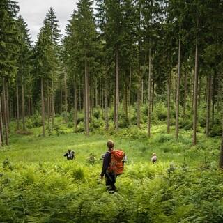 Wälder sind wertvolle CO2-Speicher. Bild: DAV/Arvid Uhlig