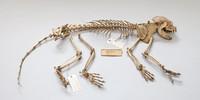 Panda-Skelett - Skelett eines kleinen Panda oder Katzenbären (Ailurus fulgens) aus Nepal.&nbsp;Zoologische Staatssammlung München