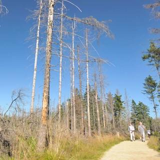 Am Quitschenberg hat der Borkenkäfer die Bäume zerfressen. Foto: Folkert Lenz