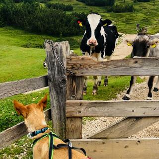 Kühe lassen sich mit Hund am besten aus sicherer Entfernung bewundern. Foto: Nadine Regel