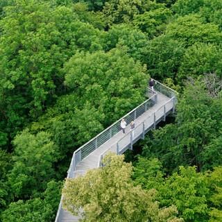 Wie ein klassischer Baumkronenpfad im tropischen Urwald – der Baumkronenpfad im Hainich Nationalpark wurde 2005 eröffnet und führt zwischen 10 und 24 Metern Höhe durch die Wipfel. Foto: Joachim Chwasczca