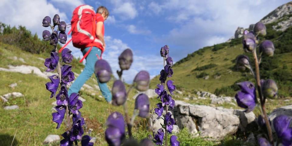 Heimwärts durch Blumen: Die reiche Flora rund ums Große Walsertal macht hier jeden Wandertag zum Erlebnis. Foto: Stefan Herbke