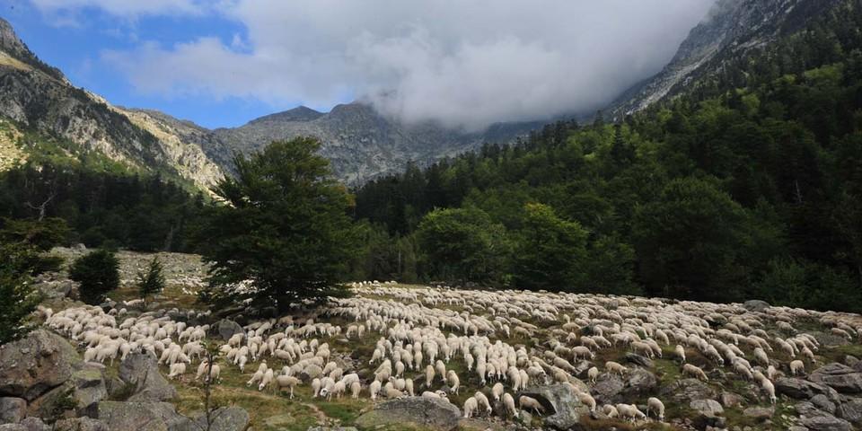 Beim Aufstieg Espital de Vielha zum Refugi dera Restanca im Val d'Aran begegnet man nicht selten einer riesigen Schafherde. Foto: Annika Müller