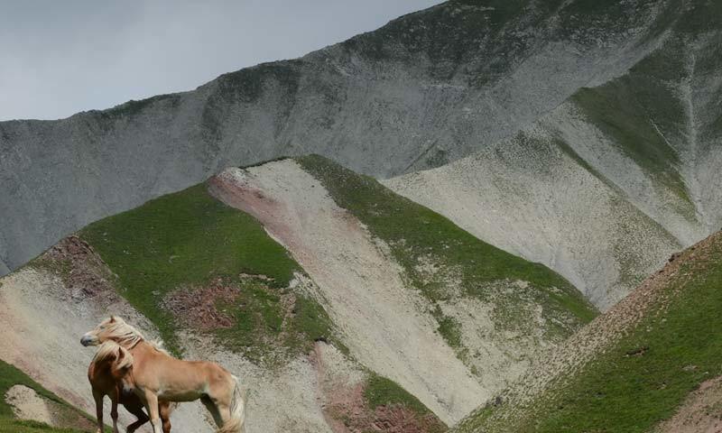 Natur in Harmonie: Pferde am Südwandsteig vor erodierten Ausläufern des Hochwanner